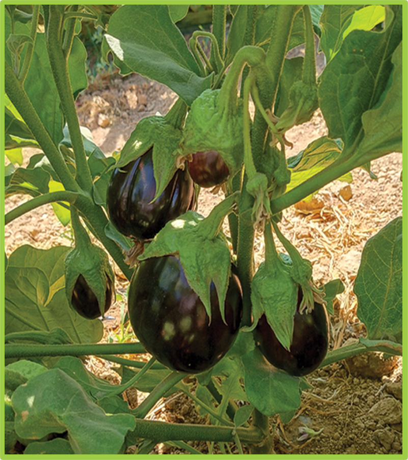 Eggplant Marina F1