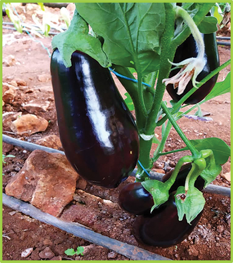 Eggplant Shaker F1