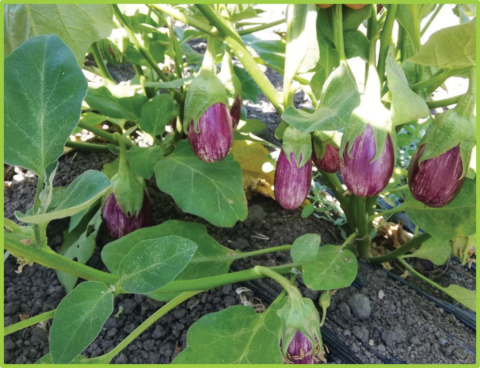 Eggplant Injaz F1