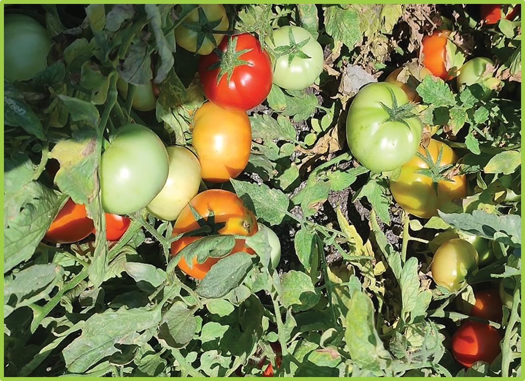 Tomato Dalila F1