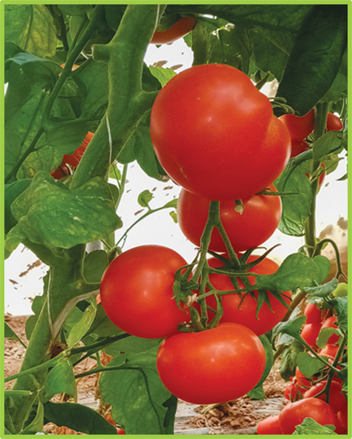 Tomato Shaema F1