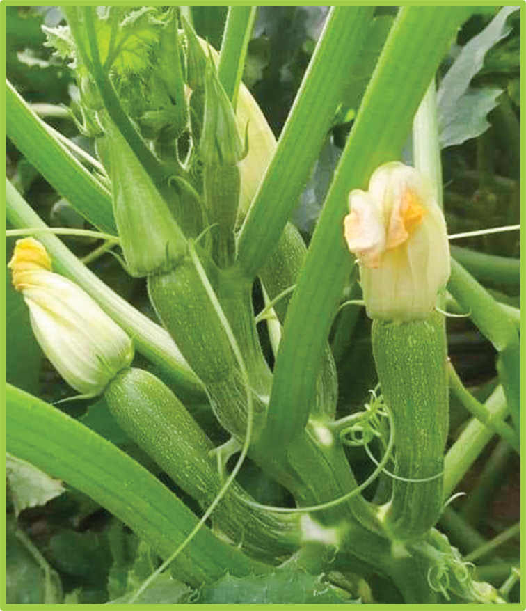 Zucchini Sundus