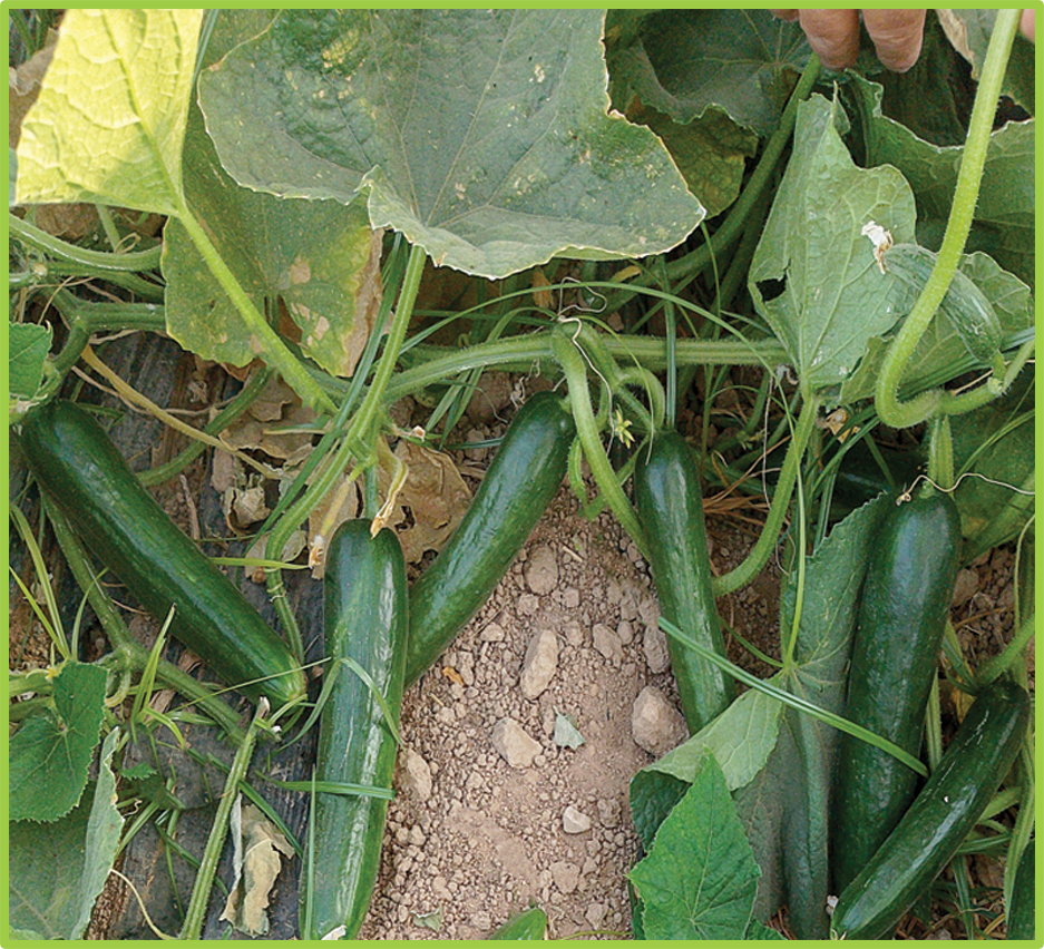   Cucumber Mohab F1