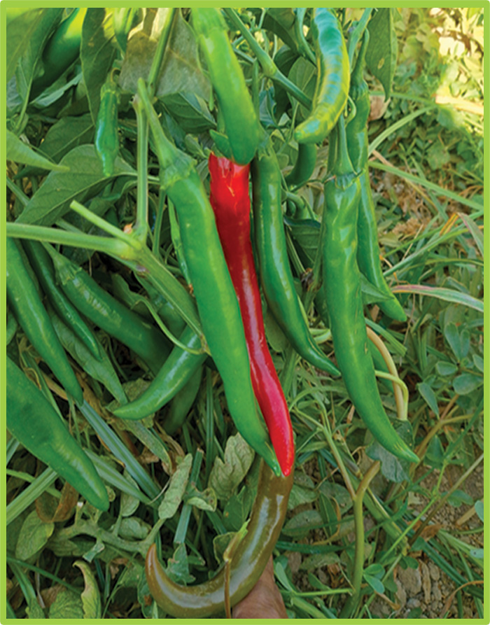 Pepper Burkan F1
