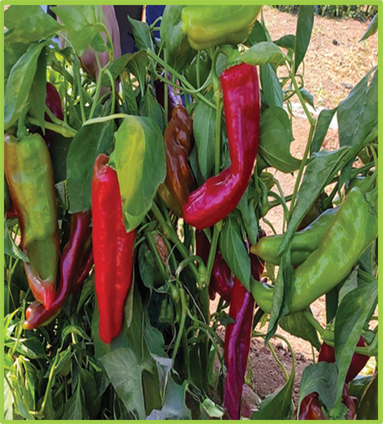 Pepper Ghazal F1