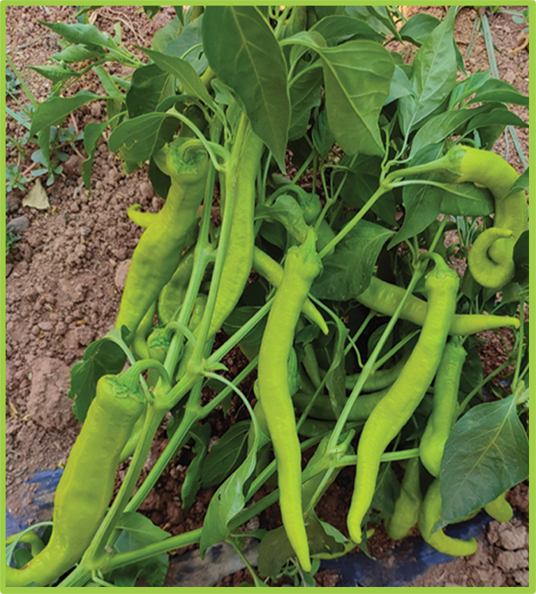 Pepper Tinin