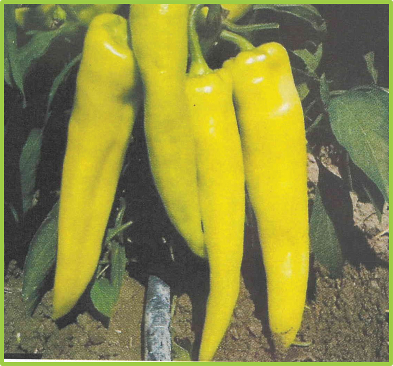 Pepper Tatli