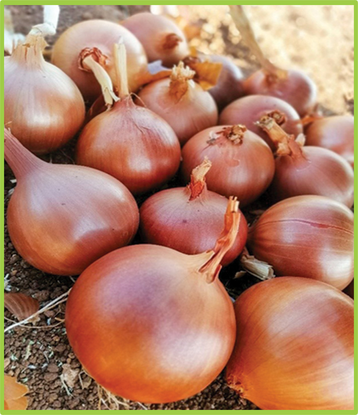 Onion Dora