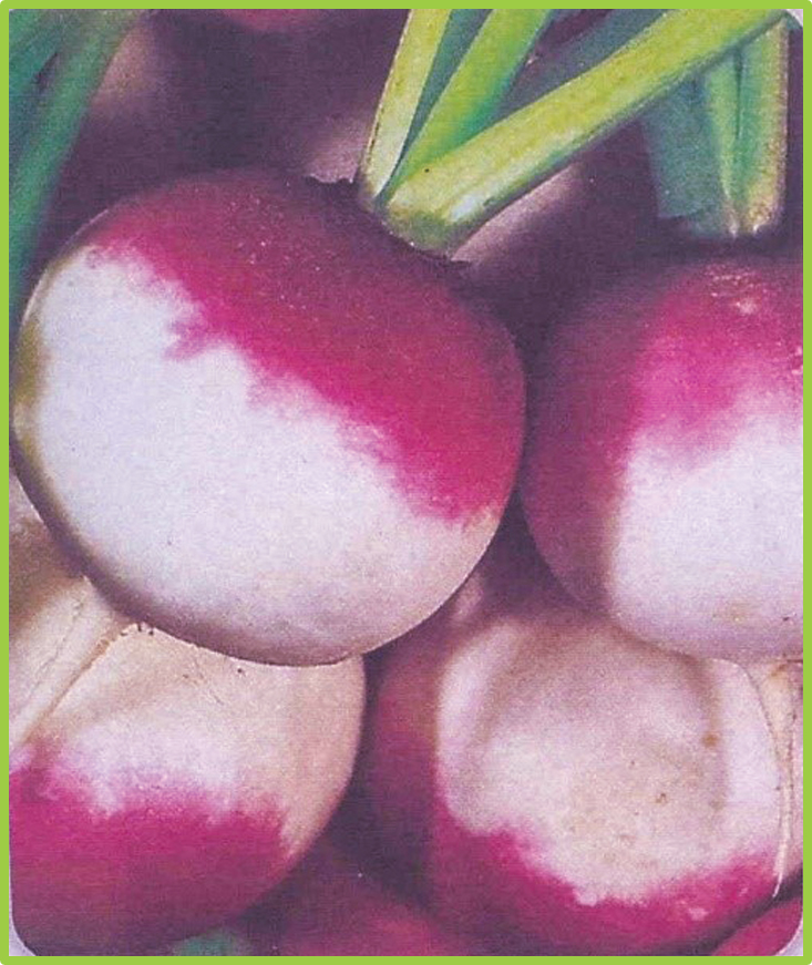Turnip Sultan