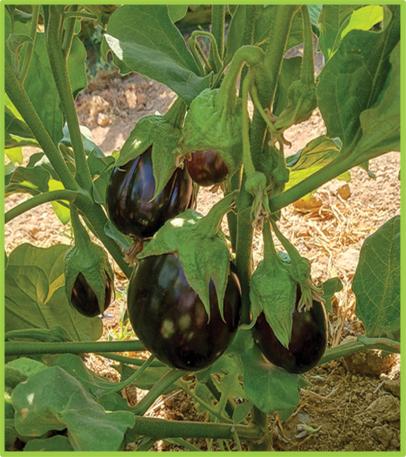 Eggplant Marina F1