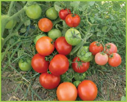 Tomato Taj F1