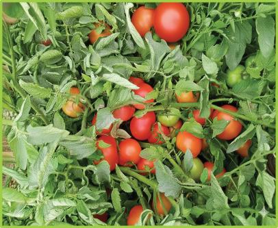 Tomato AMAL F1