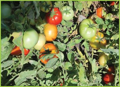 Tomato Dalila F1