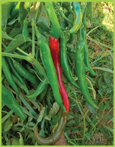 Pepper Burkan F1