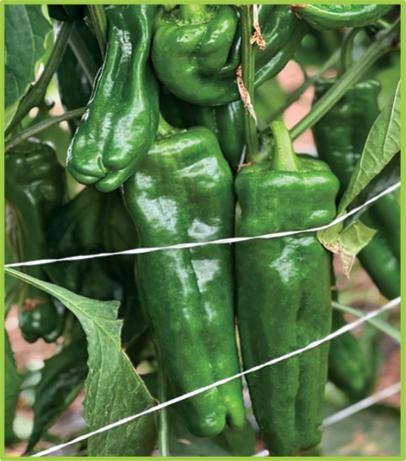  Pepper Long master F1
